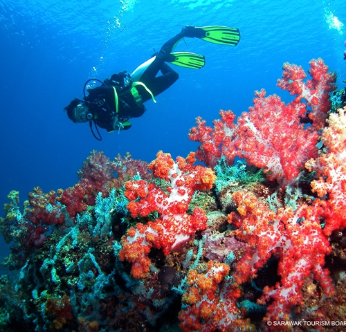 Picture shows coral reefs and a diver in Bintulu