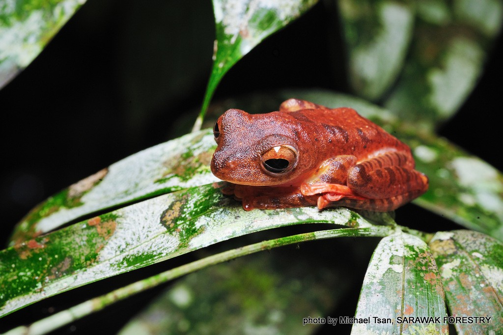 Image show small Bornean tree frog. Photo Credit: Michael Tsan and Sarawak Forestry