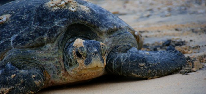 Image shows Green Turtle at Pulau Talang-Talang Besar. Photo credit: Paun Cher Chin