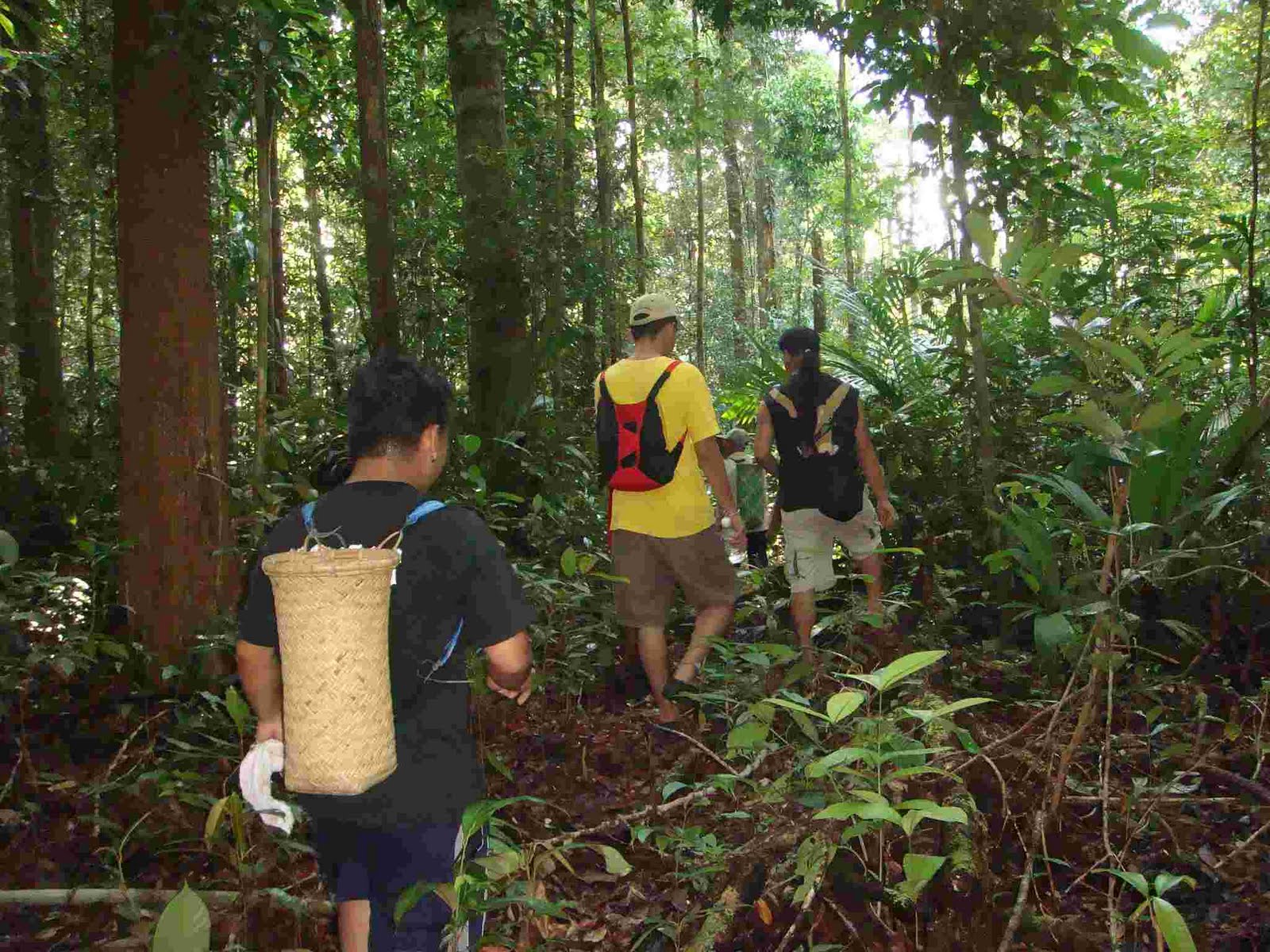 Image shows a jungle trek path near Rantau Kemiding longhouse. Photo Credit: Rantau Kemiding blogspot.