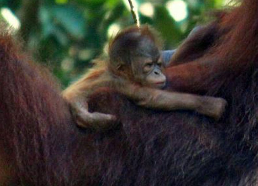 Year old Orangutan named Mas, after the three-letter abbreviation code for ‘Malaysia’ as she was born on Malaysia Day. Photo Credit: Sarawak Forestry Department.  
