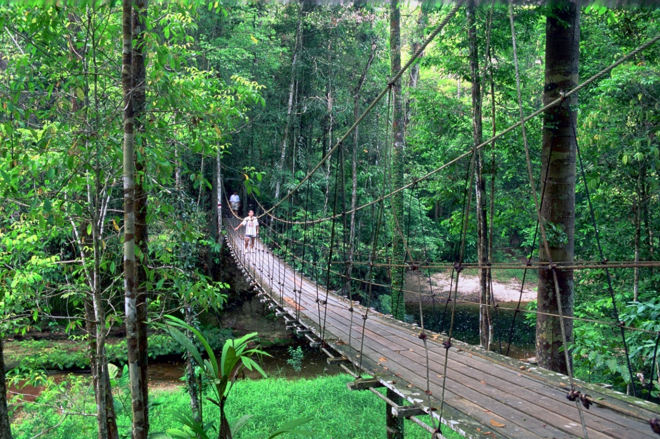 Wooden bridge over a river in Lambir Hills National Park