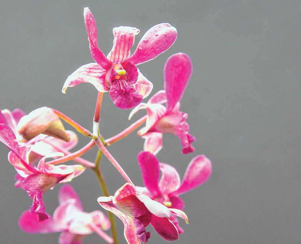 The Dendrobium Laila, named after the beloved late Puan Sri Laila Taib, wife of Sarawak former Chief Minister, Pehin Sri Abdul Taib Mahmud, in tribute to her in memory of her love for orchids.