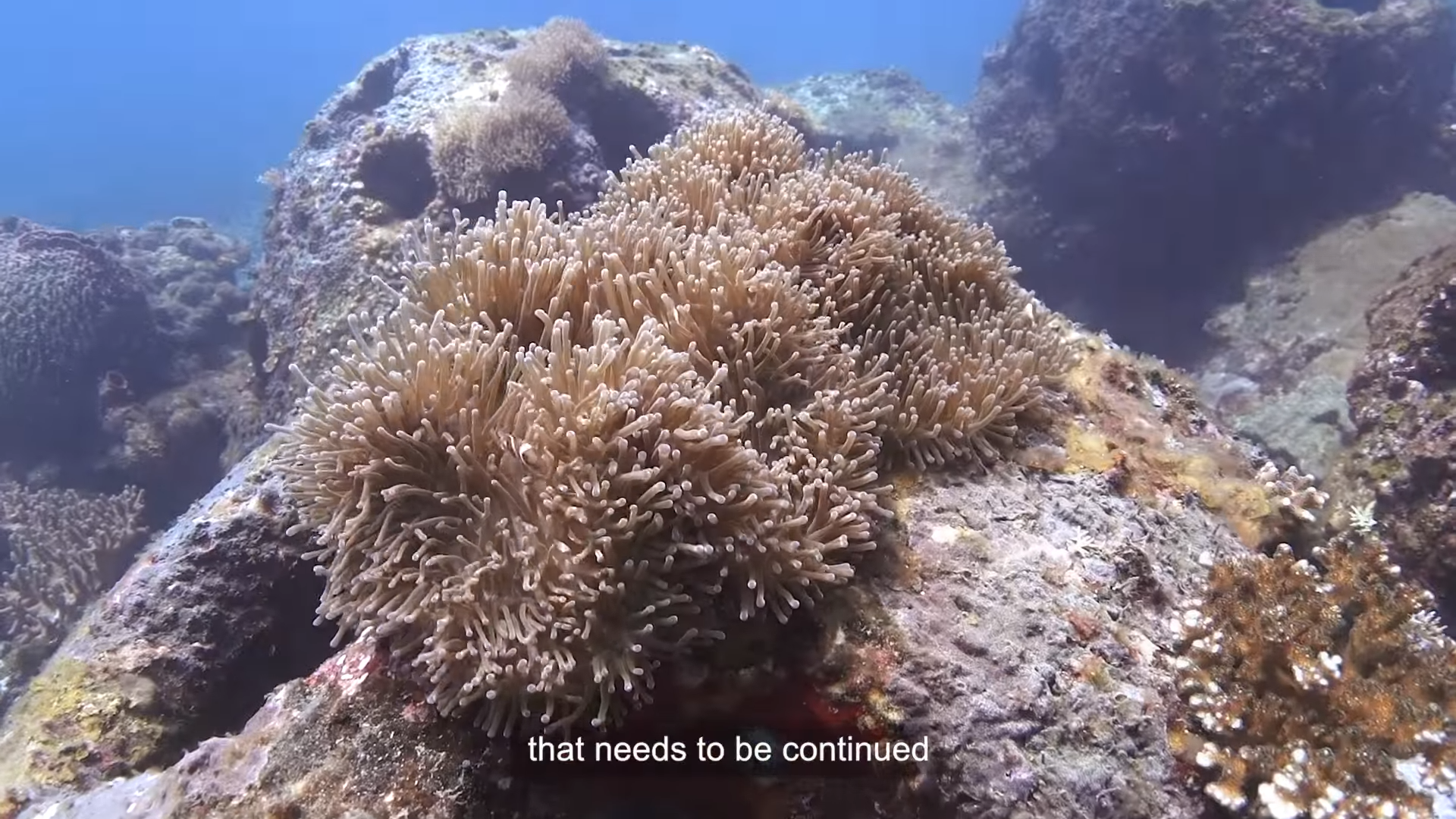 Image extracted from the recent video documenting the diving expedition to measure the progress of the BEACON project’s first batch of reef balls, deployed in 2015.
