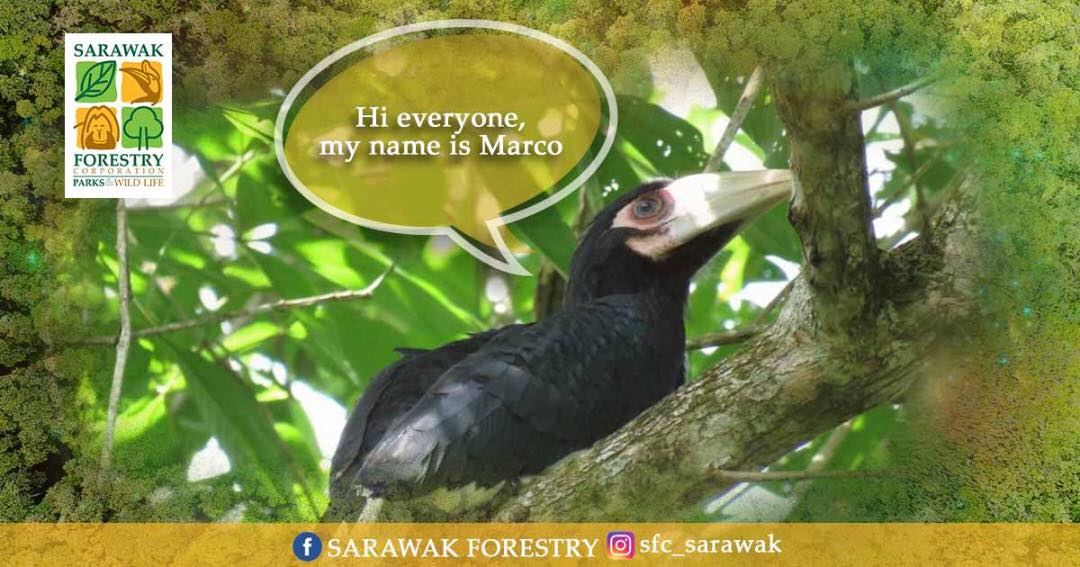 Photo shows Marco, the new born Oriented Pied Hornbill in Piasau Nature Reserve. (Photo by Sarawak Forestry Corporation)