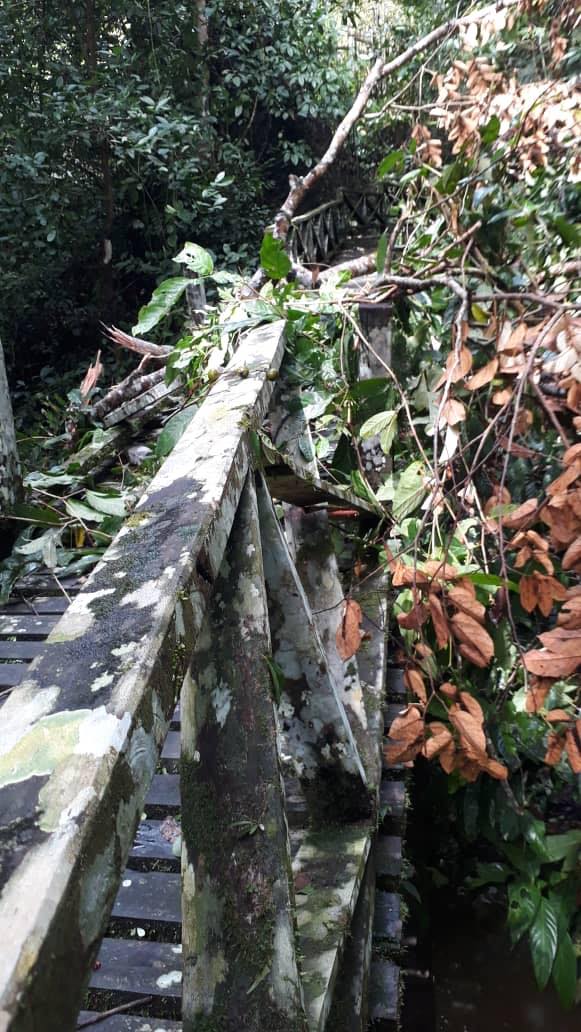 Photo shows the damaged trail caused by fallen tree branches. (Photo credit: Sarawak Forestry).